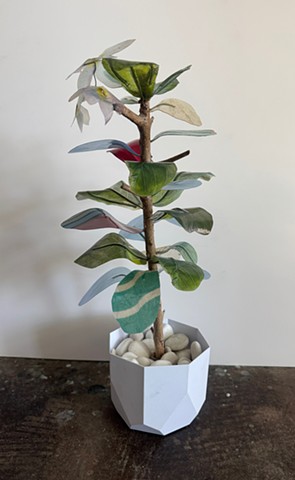Fiddle Leaf Fig Esperanza Hybrid 3
