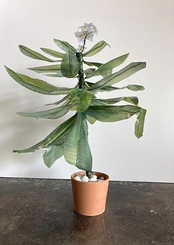 Plumeria 2