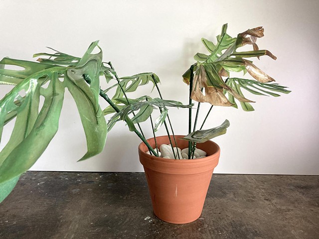 Monstera 4