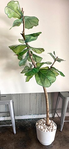 Fiddle Leaf Fig Esperanza Hybrid 1