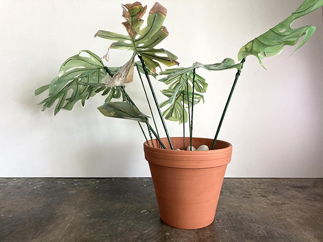 Monstera 4