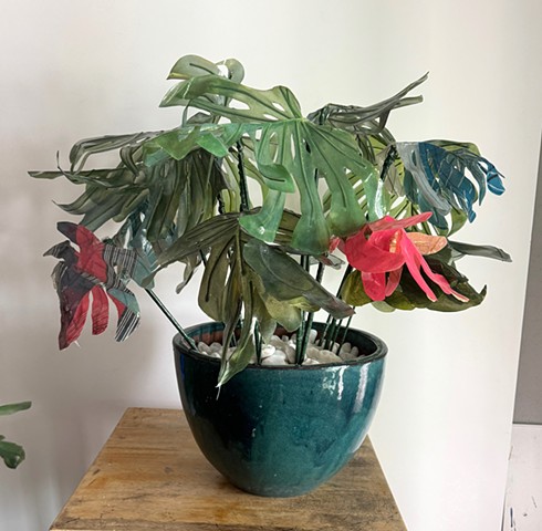 Monstera