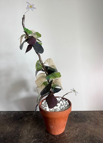 Esperanza & Black