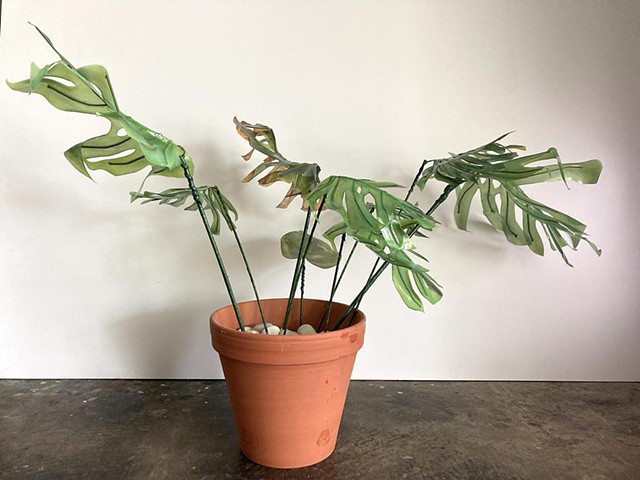 Monstera 4