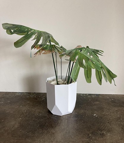 Monstera 2 (white pot)