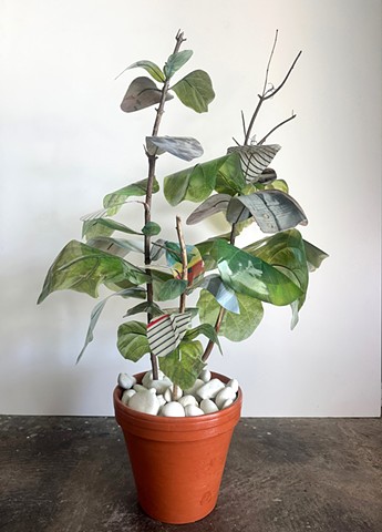 Fiddle Leaf Fig Esperanza Hybrid 9