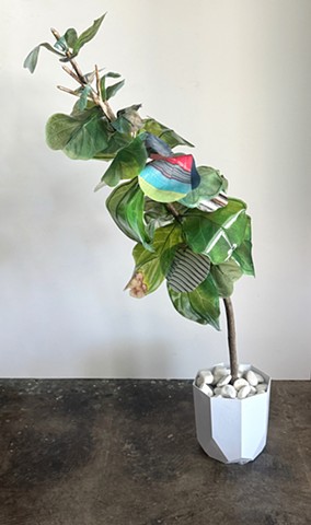 Fiddle Leaf Fig Hybrid 10