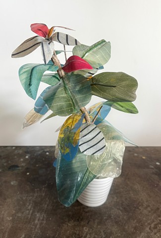 Sister's Plant