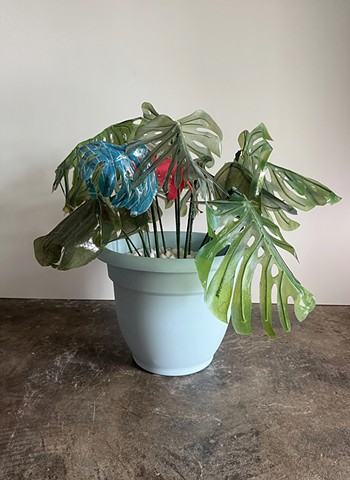 Monstera