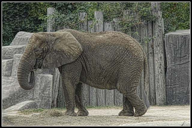 African elephant