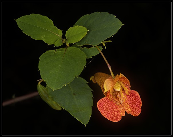 Touch-Me-Not
Impatiens capensis