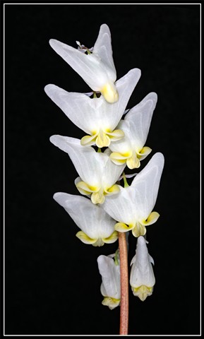 Dutchman's Breeches