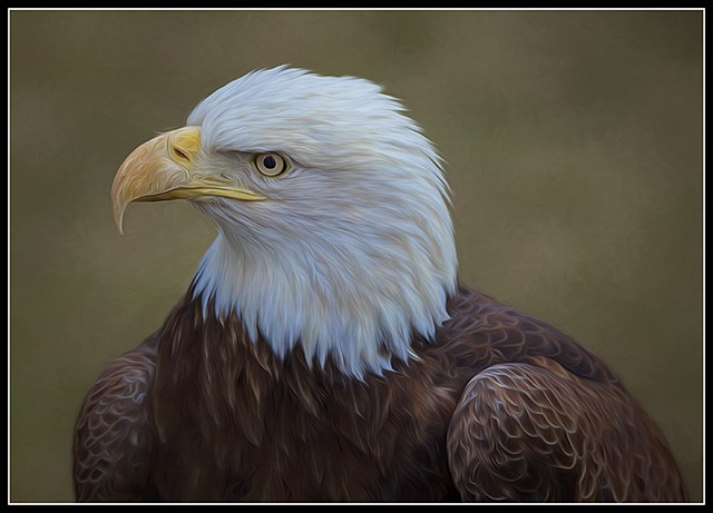 Haliaeetus leucocephalus