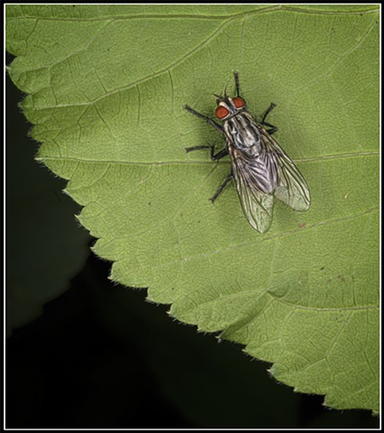 Flesh Fly
Sarcophaga ruficornis