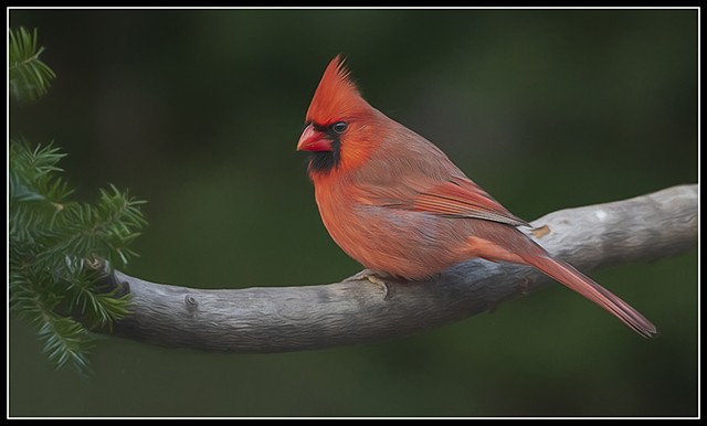 Northern Cardinal