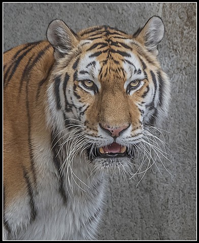 Panthera tigris