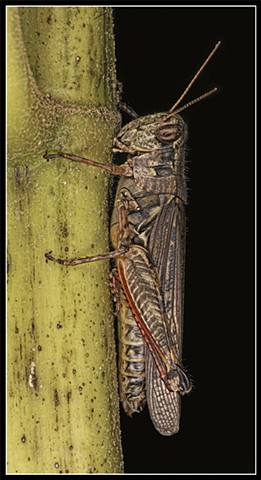 Melanoplus femurrubrum
The Red-legged Grasshopper