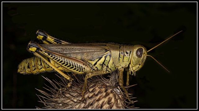 Differential Grasshopper
Melanoplus differentialis
Female