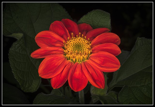 Mexican Sunflower