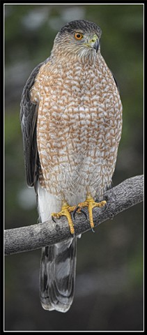 Cooper's hawk