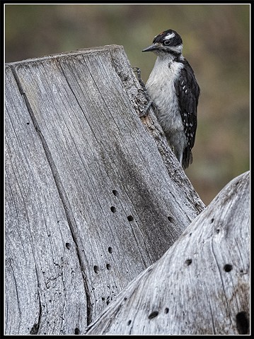 Hairy Woodpecker