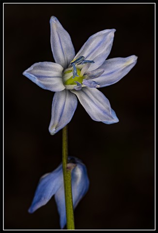 Siberian Squill
Scilla sibirica
April