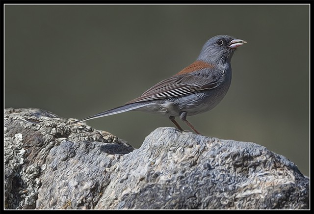 Junco hyemalis sp.