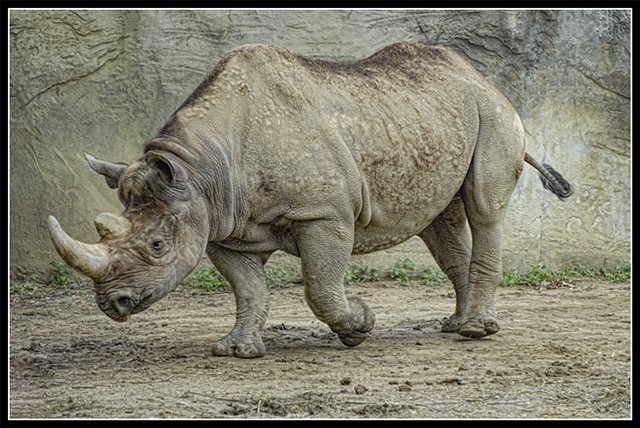Javan Rhinoceros