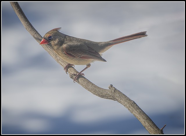 Female Cardinal