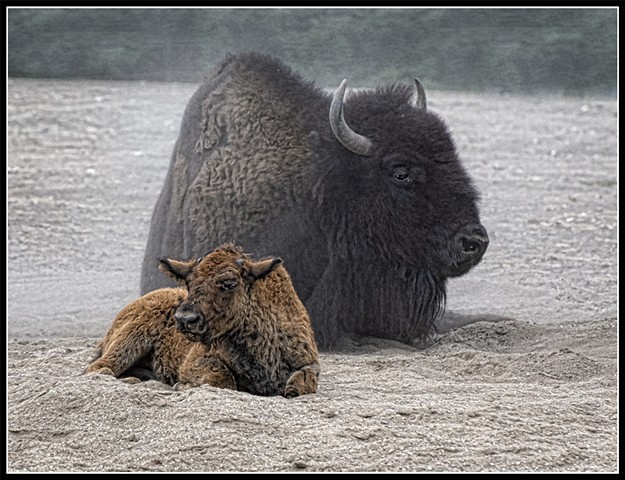 American Bison