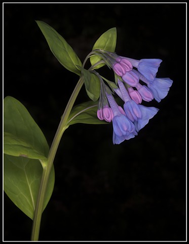 Mertensia Virginia 