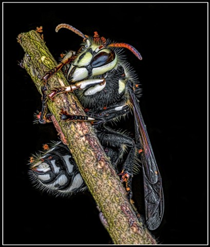 Bald-Faced Hornet
Dolichovespula maculata