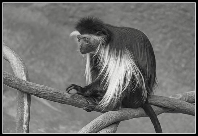 Colobus angolensis