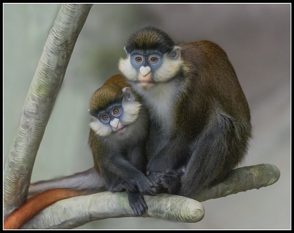 Red-tailed monkey
Cercopithecus ascanius