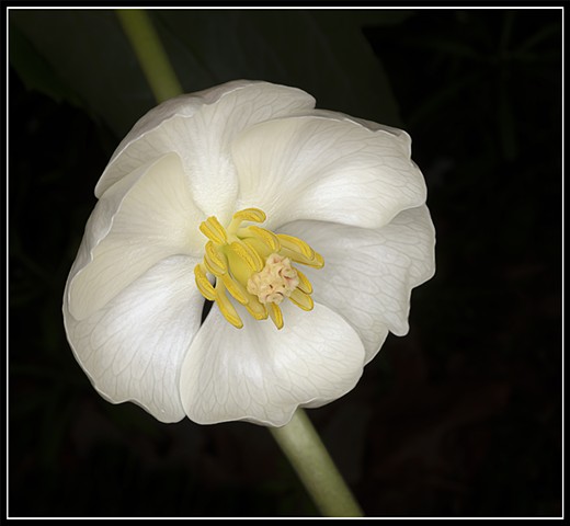 May Apple
Podophyllum peltatum