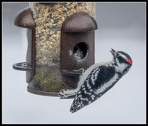 Downy Woodpecker