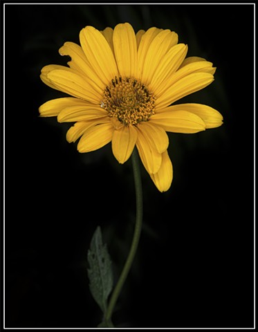 Downy Sunflower
Helianthus mollis