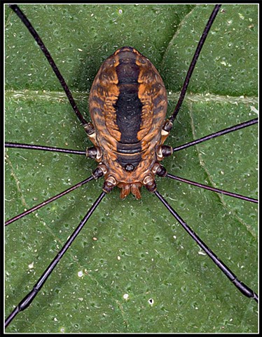 Brown Harvestman
Phalangium opinion