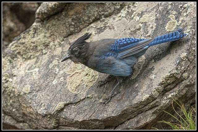 Blue Jay