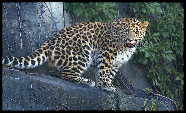 Amur Leopard