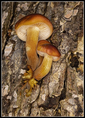 Velvet Foot Mushroom
Flammuline velutipes 