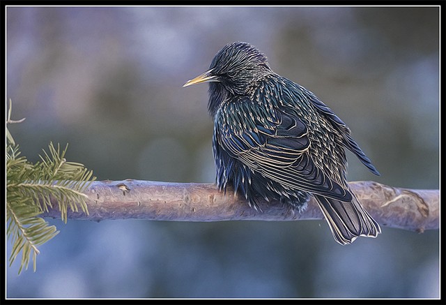 Sturnus vulgaris