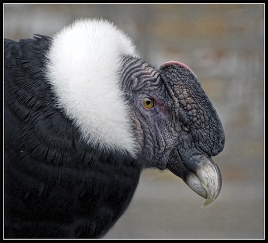 Andean Condor