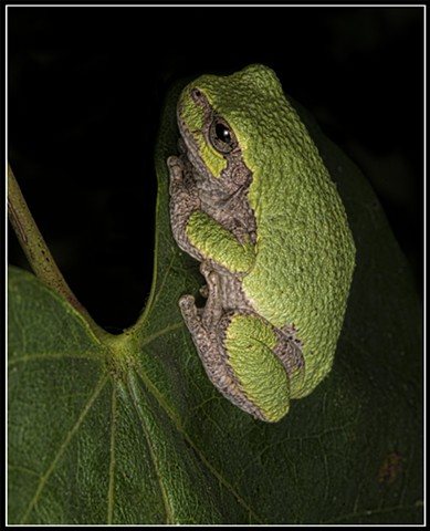 Gray Tree Frog
Hyla versicolor
