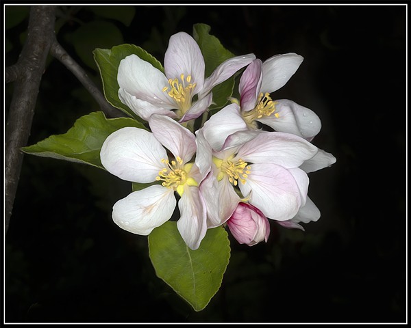 Apple Blossom