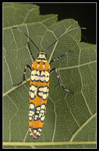 Ailanthus Webworm Moth
Atteva punctella
