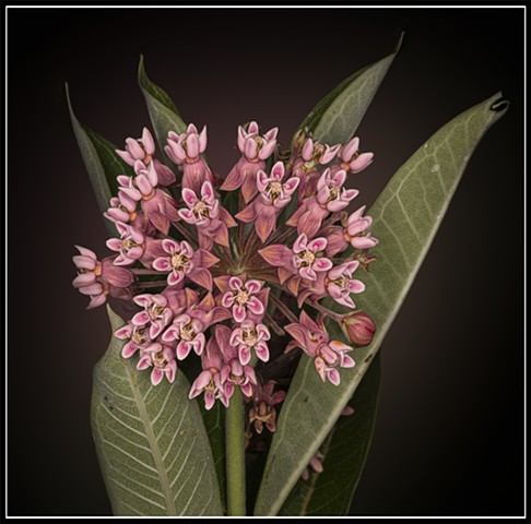 Common Milkweed
Asclepias syriaca