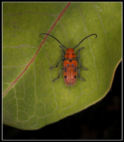 Milkweed Beetle