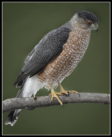 Cooper's hawk