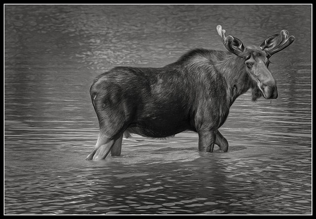 Bull Moose